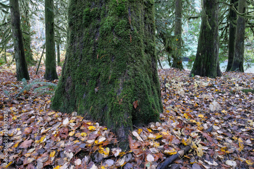 Canada, British Columbia, Vancouver Island. Moss covered tree with fallen fall leaves