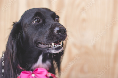 Dog smile