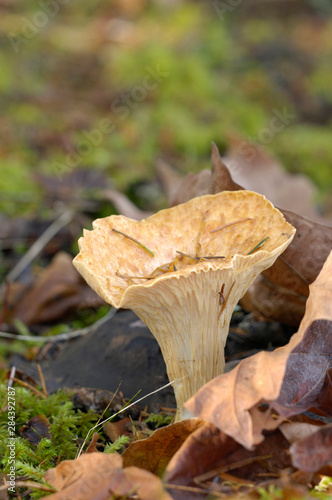 Canada, British Columbia, Vancouver Island. Woolly Chanterelle (Gomphus Floccosus) mushroom with maple leaves photo