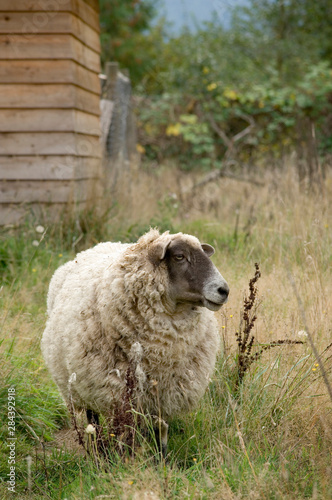 Canada, British Columbia, Cowichan Valley. Sheep in tall grass