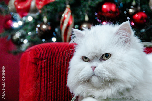 cat in santa hat