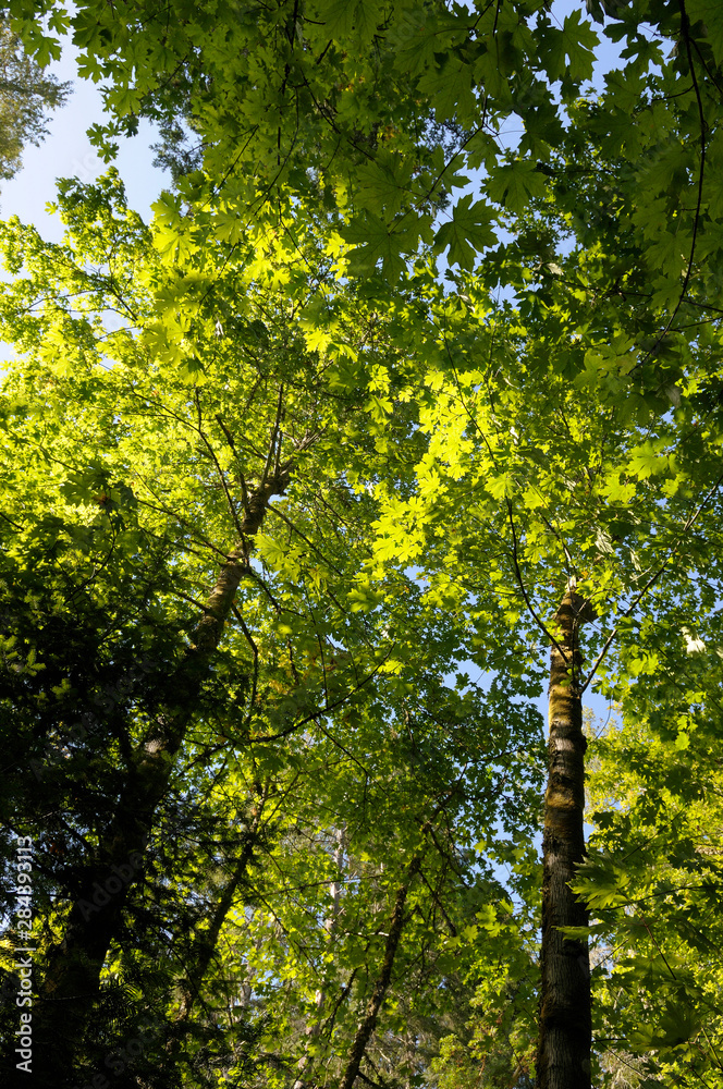 Fototapeta premium Canada, British Columbia, Gulf Islands, Wallace Island. Backlit maple trees on a trail