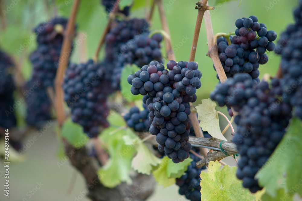 Canada, British Columbia, Cowichan Valley. Purple grapes hanging on a vine at a vineyard