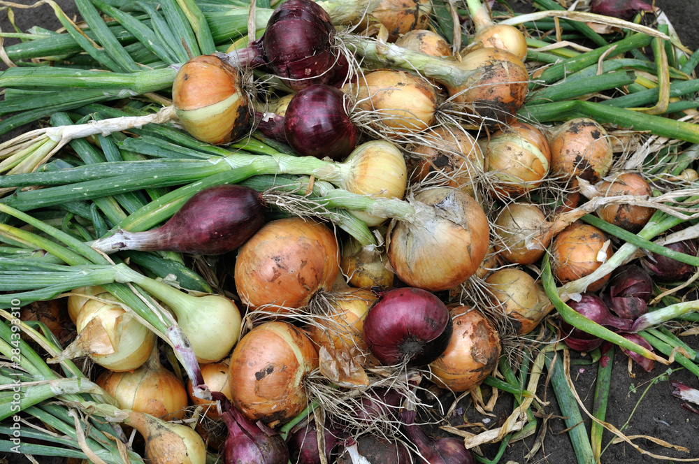 the stack of freshly harvested assorted ripe onion bulbs in the vegetable garden the stack of freshly harvested assorted ripe onion bulbs in the vegetable garden