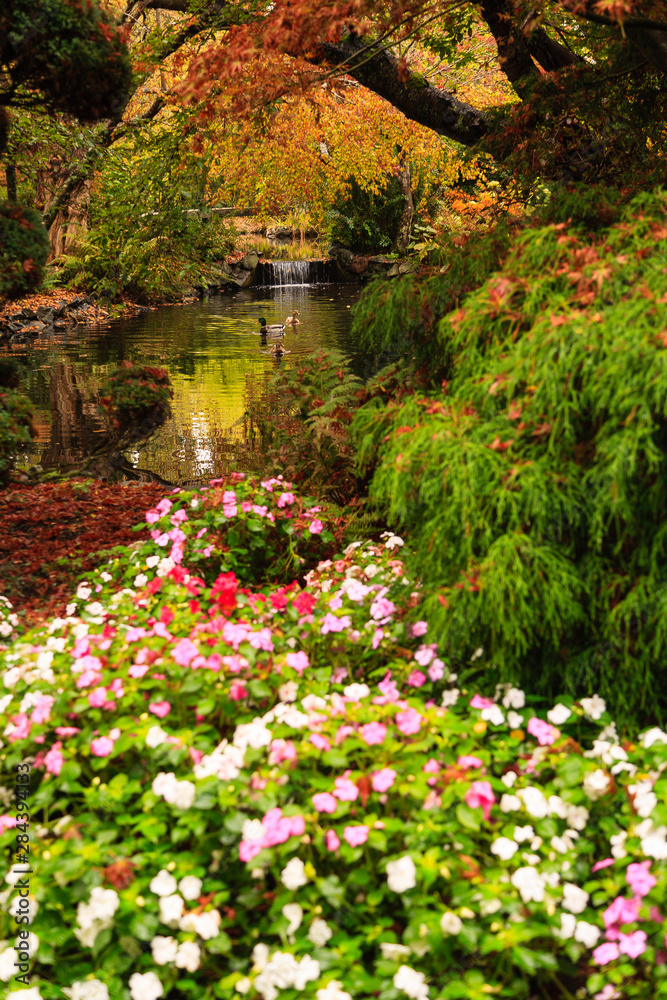 Fototapeta premium Creek near Japanese Maple Trees, Beacon Hill Park, Victoria, British Columbia capital of BC, British Columbia, Canada