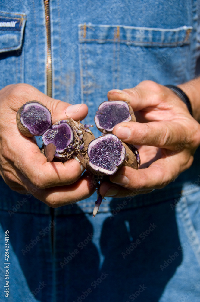 Canada, Prince Edward Island, Cavendish, Park Corner. Local potato farm that grows famous PEI blue potatos (aka Purple Sweetie potato variety) Canada, Prince Edward Island, Cavendish, Park Corner. Local potato farm that grows famous PEI blue potatos (aka Purple Sweetie potato variety)