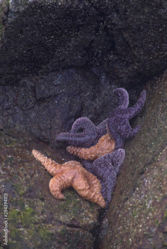 Ochre Stars  Pisaster ochraceus  Cling to Rocks Awaiting the Tide  Broken Island Group  Pacific Rim National Park Preserve  British Columbia  Canada  September 2006