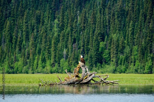 A bald eagle (Haliaeetus leucocephalus perching on a dead tree scans the marsh of Bowron Lake in Bowron Lake Provincial Park, B.C. photo