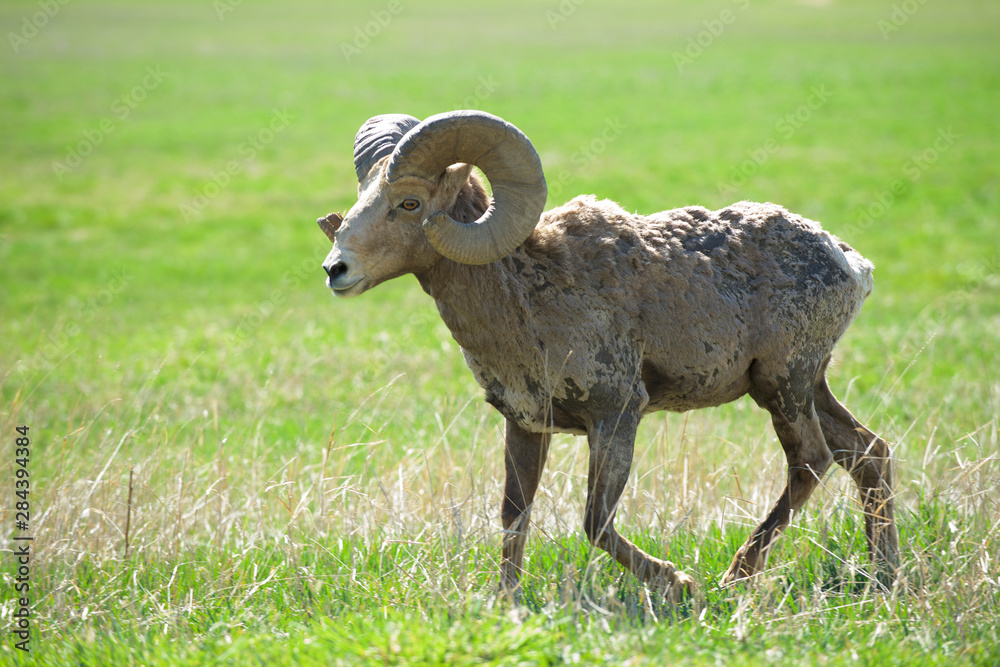 Fototapeta premium Rocky Mountain Bighorn ram, full curl, mature.