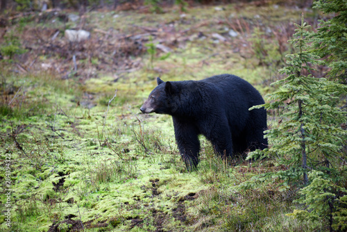 A black bear (Ursus americanus) forages for greens in spring in the mountains of British Columbia.