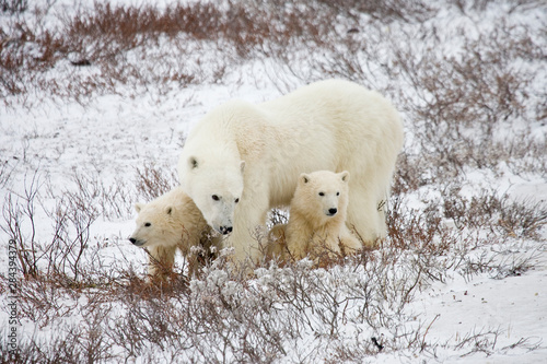Polar Bears (Ursus maritimus) female and two cubs near Hudson Bay, Churchill, Manitoba, Canada.