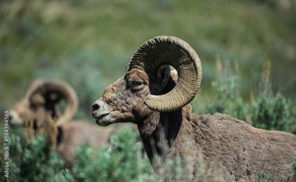 Rocky Mountain Bighorn ram.