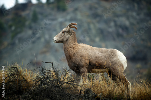 Rocky Mountain Bighorn sheep ewe in the Cascade mountains of British Columbia along the Thompson River.