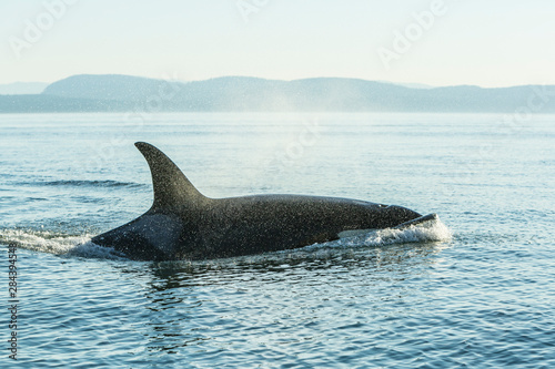 Surfacing resident Orca Whales (Orcinus orca) at Boundary Pass, border between B Fototapeta