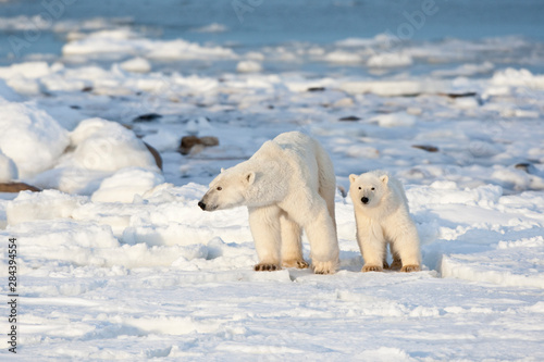 Polar Bear (Ursus maritimus) mother and cub near Hudson Bay in Churchill Wildlife Management Area, Churchill, Manitoba, Canada.