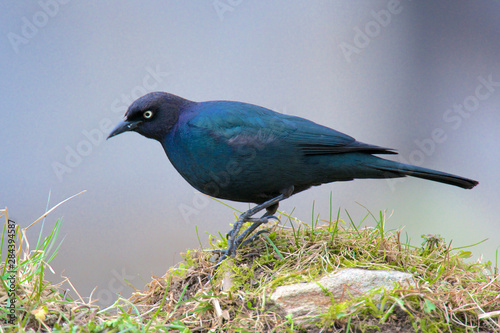 The Brewer's blackbird (Euphagus cyanocephalus) is a medium-sized New World blackbird, known for its iridescent coloring and breeding displays. photo