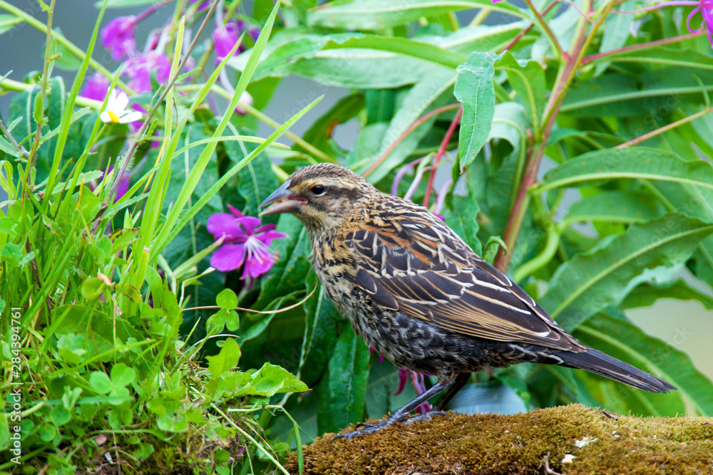 The red-winged blackbird is a passerine bird of the family Icteridae found in most of North America. Agelaius phoeniceus The red-winged blackbird is a passerine bird of the family Icteridae found in most of North America. Agelaius phoeniceus
