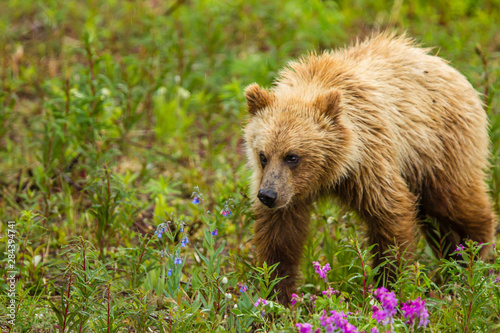 Canada, Yukon Territory, Destruction Bay. Grizzly bear (Arctos Horribilis) grazing on plants alongside the Alaska Highway