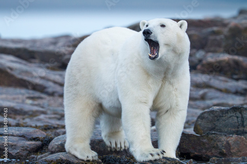 Canada, Nunavut Territory, Repulse Bay, Adult Male Polar Bear (Ursus maritimus) yawns while walking on rocky shoreline of Harbour Islands along Hudson Bay