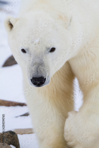 Polar Bear (Ursus maritimus) Churchill Wildlife Management Area, Churchill, Manitoba, Canada.