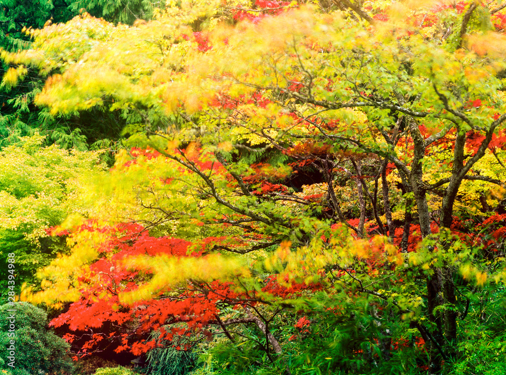 Autumn Color, Japanese Maples, B.C., Canada