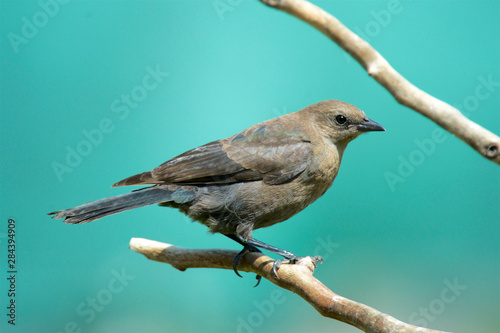 The Brewer's blackbird is a medium-sized New World blackbird. Euphagus cynocephalus photo