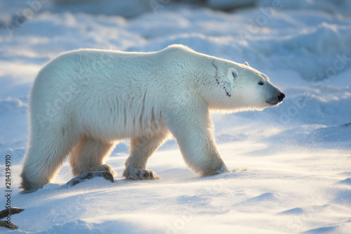 Polar Bear  Ursus maritimus  in snow  Churchill Wildlife Management Area  Churchill  Manitoba  Canada.