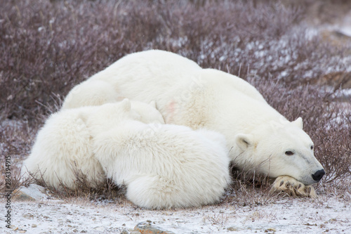 Polar Bears (Ursus maritimus) female with 2 cubs sleeping, Churchill, Manitoba, Canada
