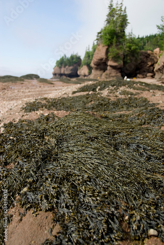 Canada, New Brunswick, Hopewell Cape, Bay of Fundy. Hopewell Rocks at low tide, seaweed.