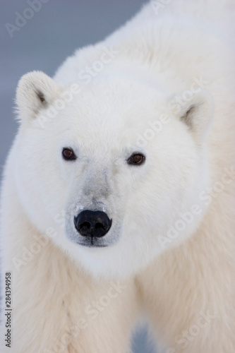 Polar Bear (Ursus maritimus) Churchill, Manitoba, Canada.