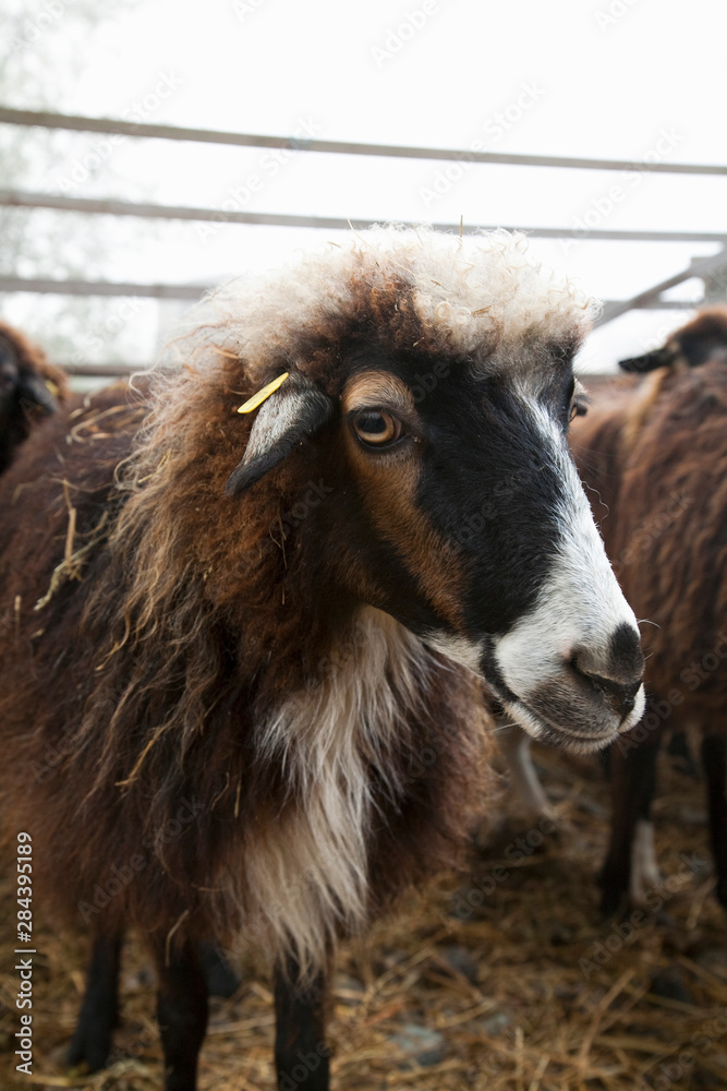 Fototapeta premium Lower Austria, Austria - Closeup of furry goat.