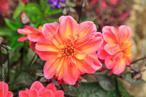 Summer flowers in a garden near Victoria  British Columbia