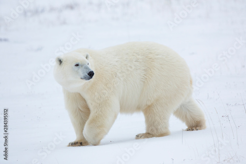 Polar Bear (Ursus maritimus) in Churchill Wildlife Management Area, Churchill, Manitoba, Canada