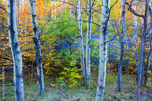 Canada, Quebec, Mount St. Bruno Conservation Park. Aspen poplar trees and pond. Credit as: Gilles Delisle / Jaynes Gallery / DanitaDelimont.com photo