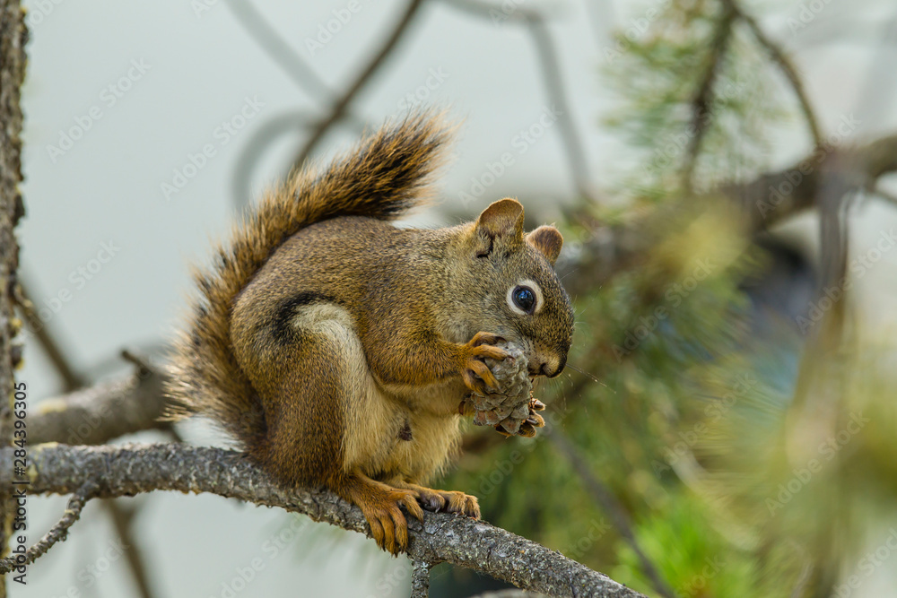 Obraz premium Canada, Yukon Territory, Whitehorse, Yukon red squirrel (Tamiasciurus hudsonicus) and pine cone.