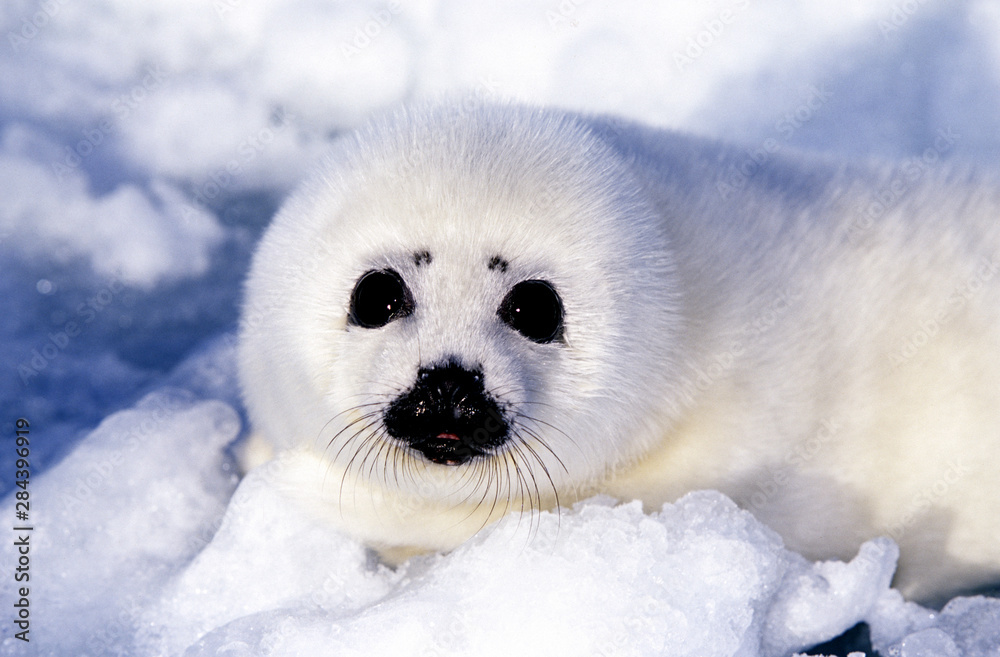 Fototapeta premium Harp seal pup ice Gulf of St. Lawrence, Quebec, Canada