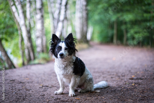 Kleiner schwarz-weißer Mischlingshund sitzt im Wald auf einem Weg