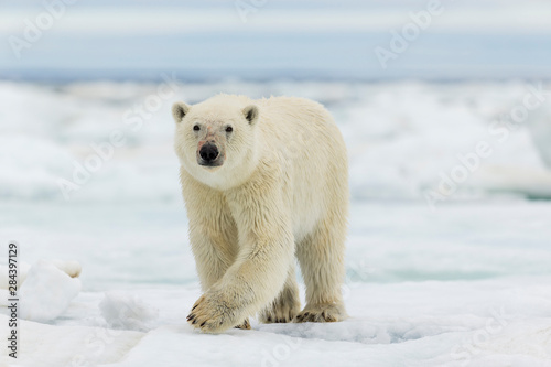 Canada, Nunavut Territory, Polar Bear (Ursus Arctos) walking across sea ice in Frozen Strait near Arctic Circle along Hudson Bay
