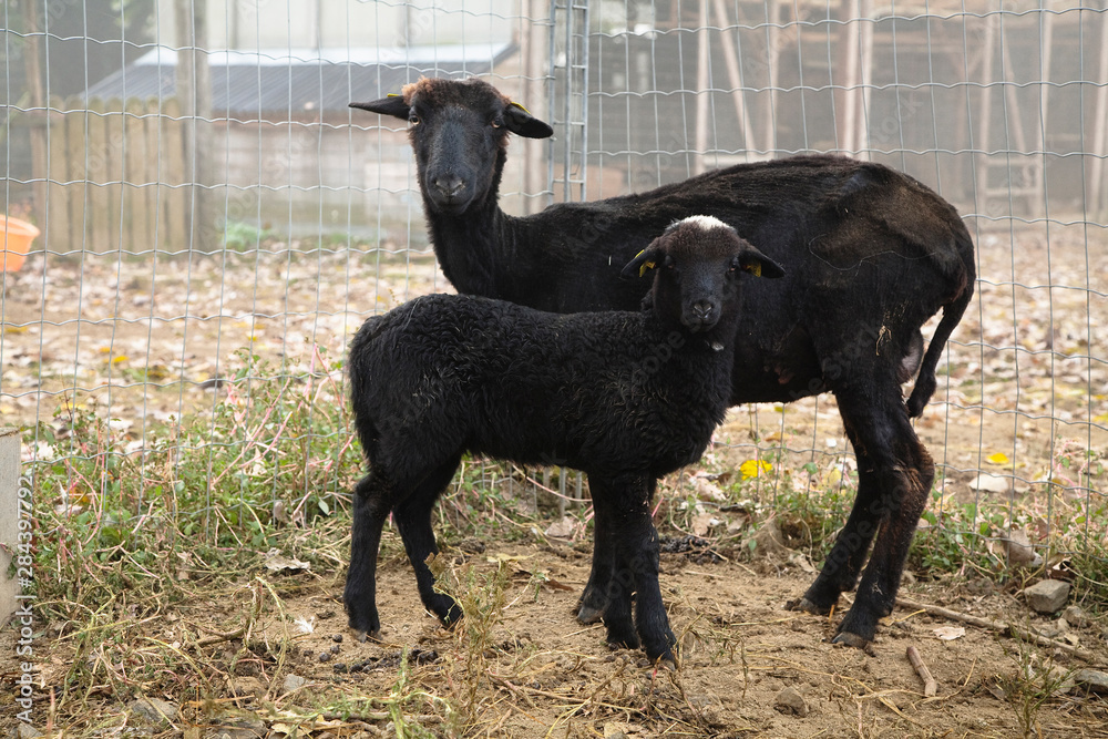 Lower Austria, Austria - Two black goats, one older and one younger, looking at the camera. Lower Austria, Austria - Two black goats, one older and one younger, looking at the camera.