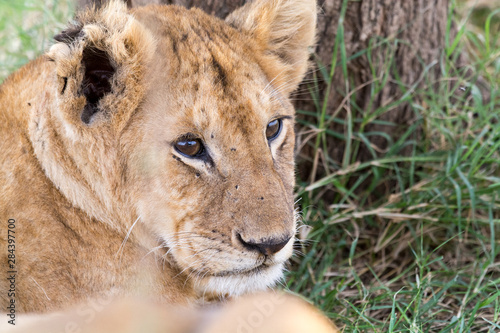 Close-up of a young lion king injured ear relaxing at Serengeti National Park  Tanzania  Africa.