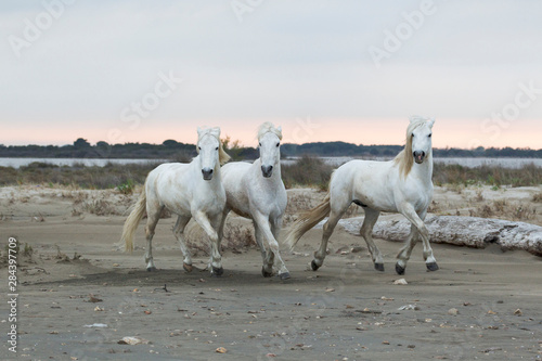 Fototapeta Naklejka Na Ścianę i Meble -  France, The Camargue, Saintes-Maries-de-la-Mer. Camargue horses running along the beach near the Mediterranean Sea.