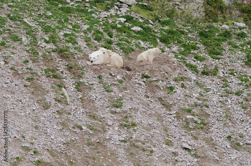 Canada, Arctic Archipelago, Hudson Strait, Nunavut, Akpatok Island. Polar bear mother & twin cubs (WILD, Ursus maritimus).
