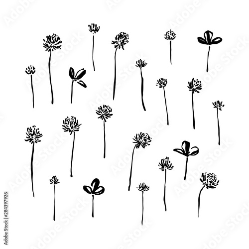 Hand drawn ink brush painted wild plants. Grunge style clover flowers and leaves as elements for design. Black isolated herbs vector on white background