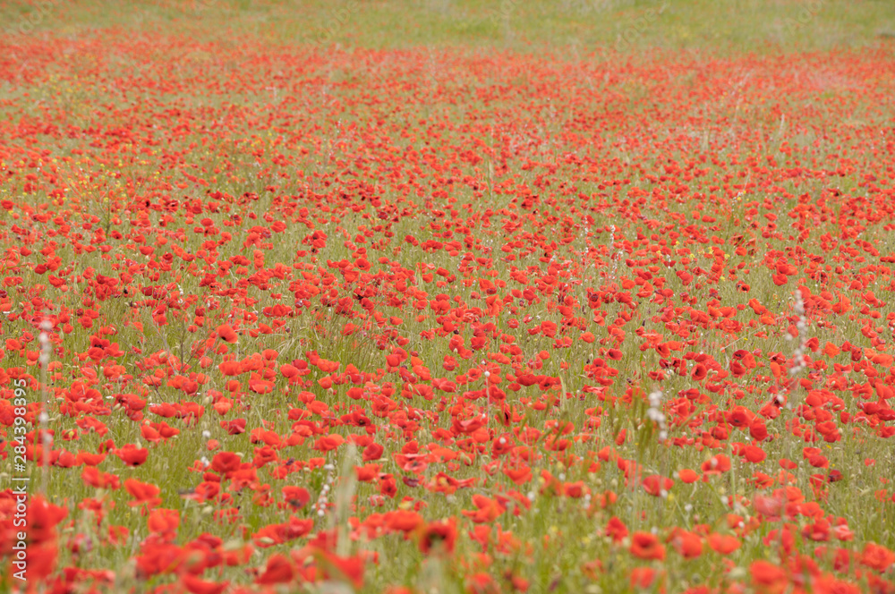 France, Provence-Alpes-Cote d'Azur, Vaucluse, Roussillon. Red poppies in a field at Roussillon
