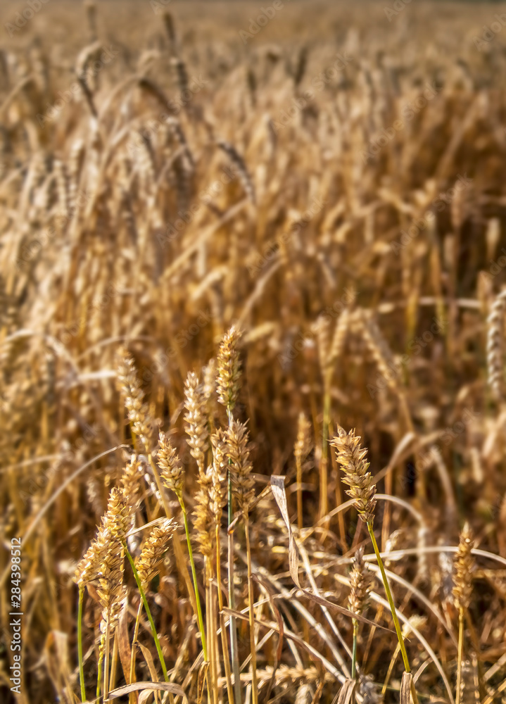 Field of ripening wheat, selective focus Field of ripening wheat, selective focus
