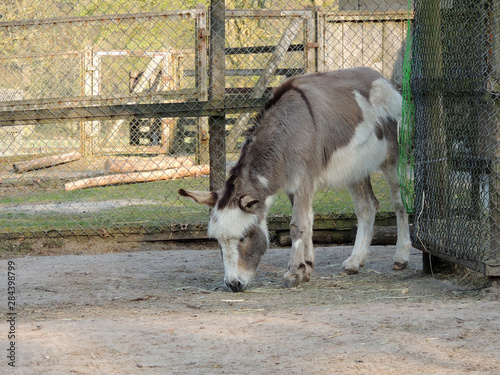 Donkeys, Equus asinus asinus, in aviary eating hay