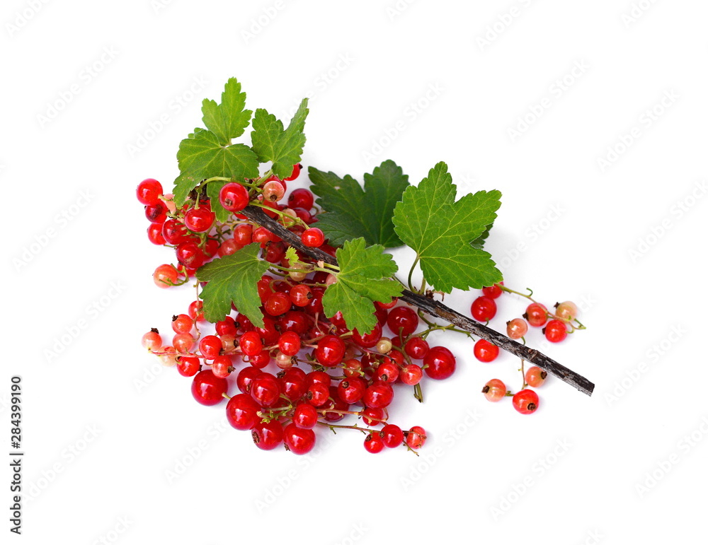red currant isolated on white background red currant isolated on white background