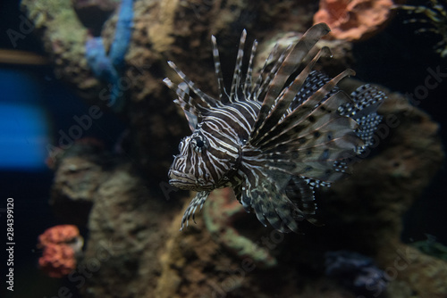 acuario colorido con peces de colores y luces luminosas, aletas y ojos saltones que destacan en el agua © ClicksdeMexico