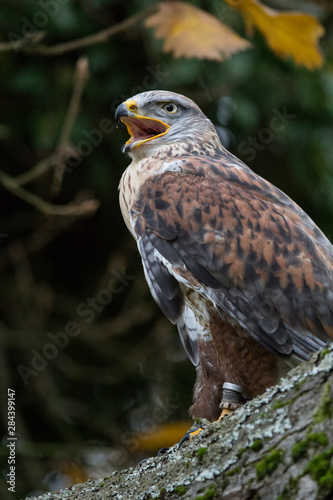 Czech Republic, Liberec, Sychrov. Captive Red-tailed hawk (Buteo jamaicensis). Castle of Sychrov, Czech Republic, Castle Park. photo