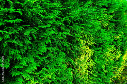 Green thuja tree branches, texture, bright evergreen background